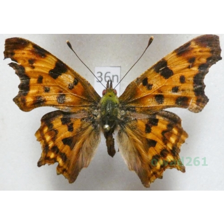 Polygonia c-album (Linnaeus, 1758)  Rusałka ceik Poland36n